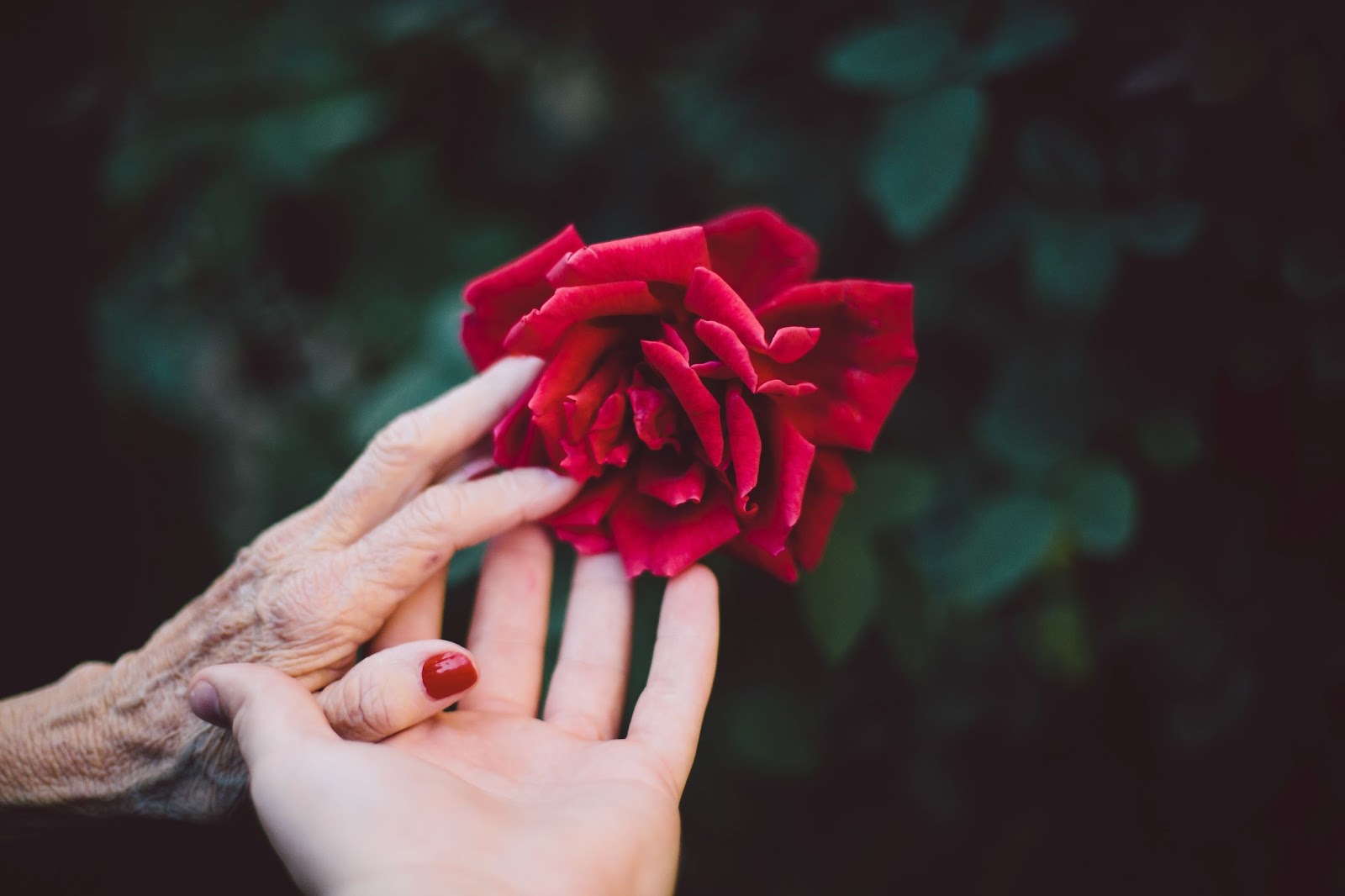 Two hands from two different people touching a flower