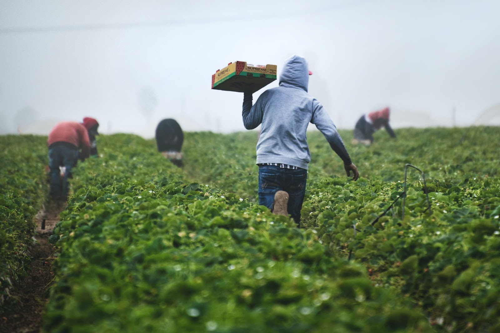 farm-workers-in-a-field