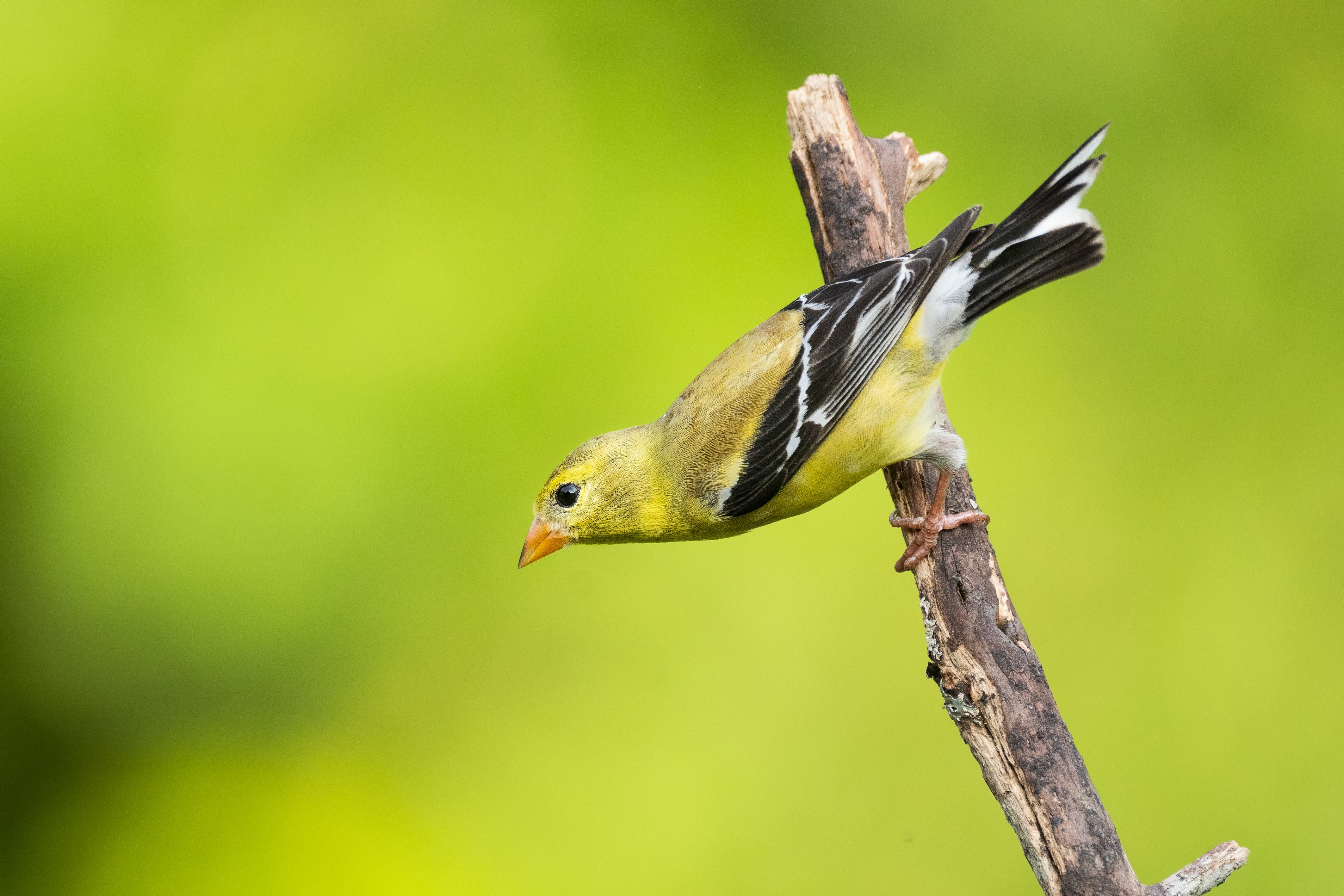 american-goldfinch-go-birding