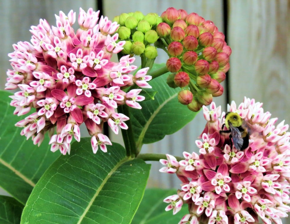 bumblebee-on-milkweed_t20_zLydPw