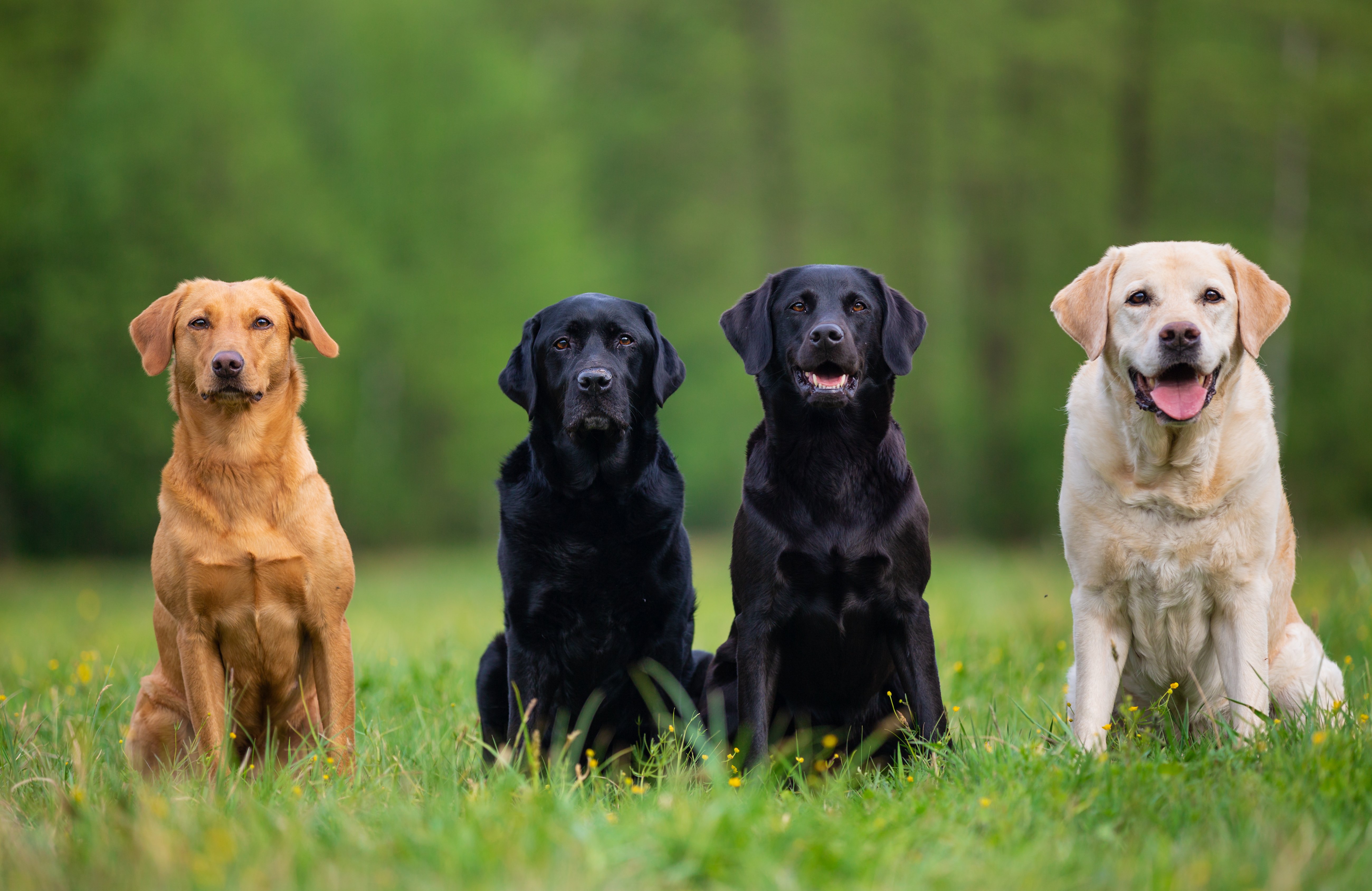 four-labrador-retriever-dogs-XEBL92V